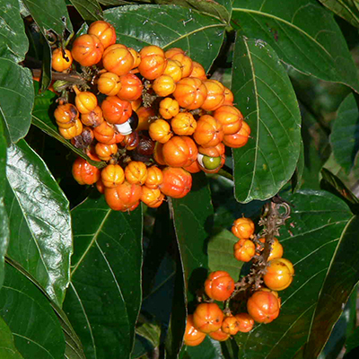 Guarana