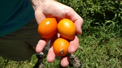 Achachairu or Garcinia gardneriana